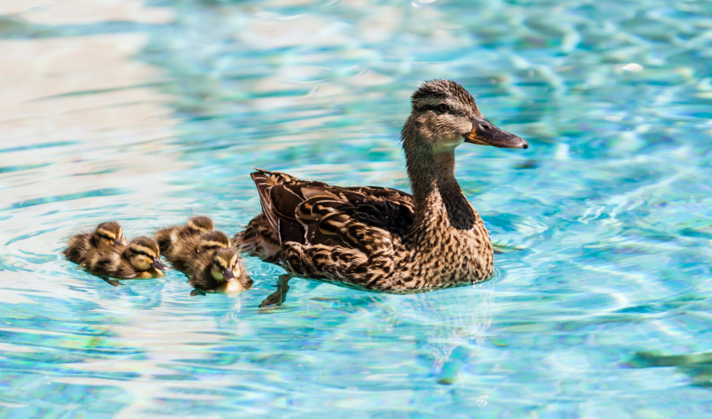 duck and ducklings swimming in pool water