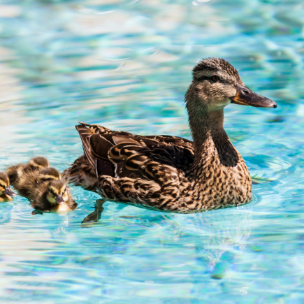 duck and ducklings swimming in pool water